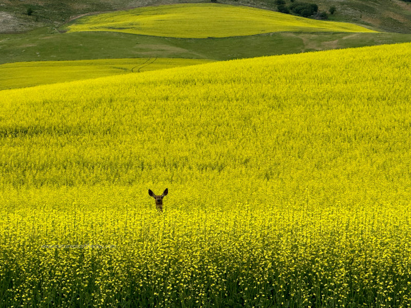 Deer in a Canola field