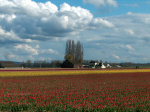 Tulips in Skagit valley