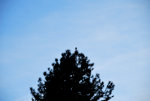 Hawk on a Pine