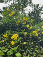 Tropical flowers in Hawaii