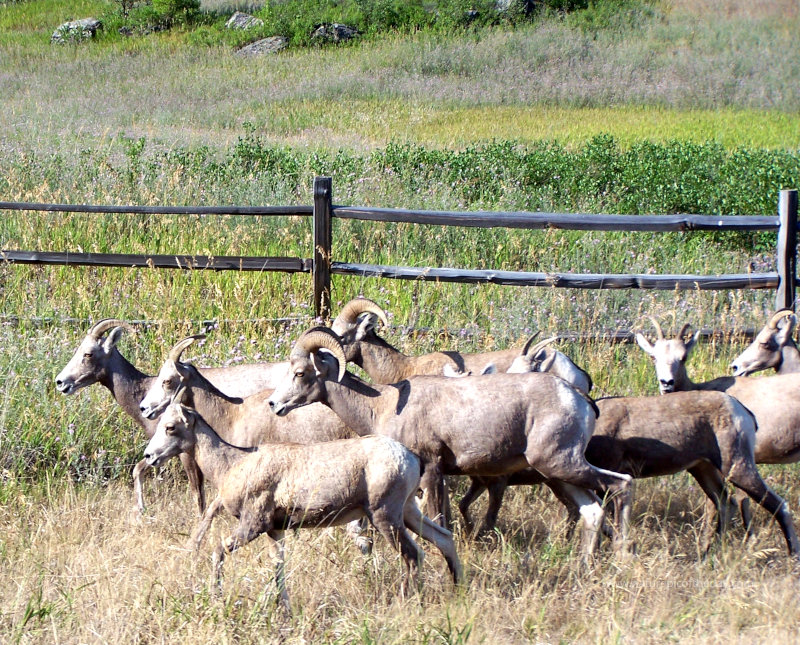Bighorn sheep