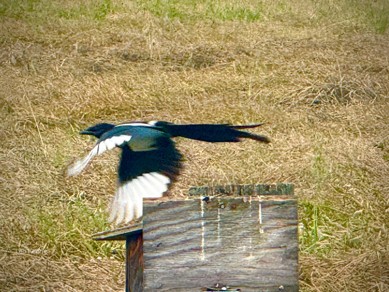 Magpie