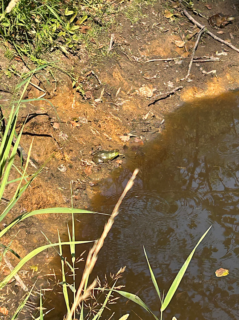 Bullfrog