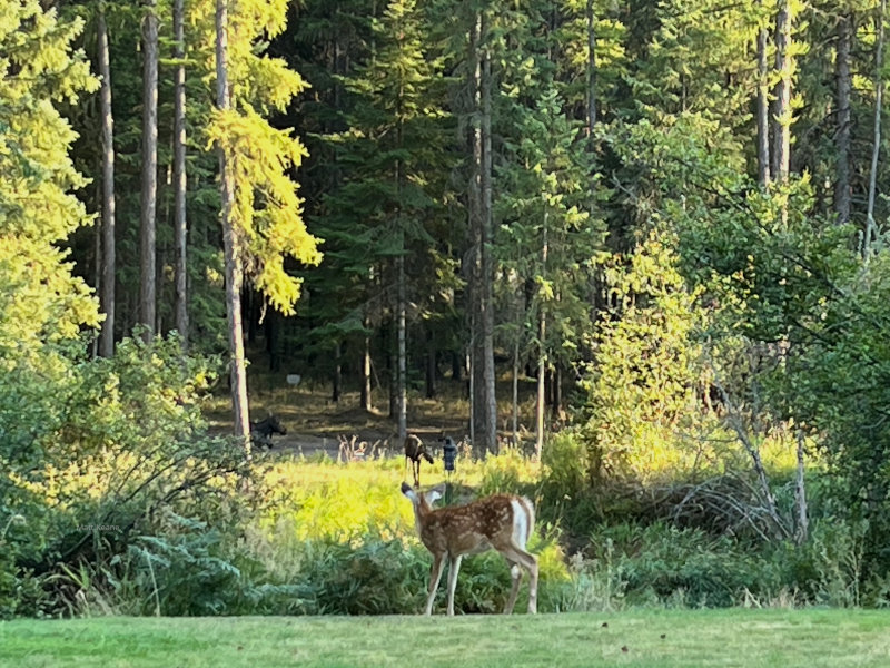 Deer and Moose in Montana